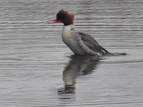 Grote zaagbek richt zich op.