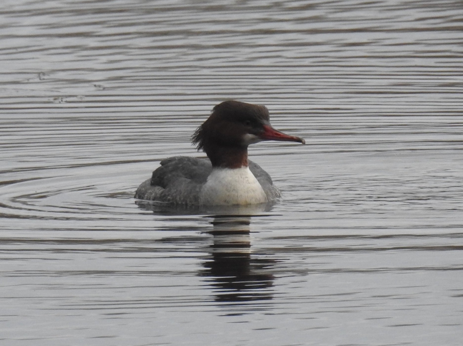 Grote zaagbek vrouwtje vooraanzicht - Vogels - Grote zaagbek