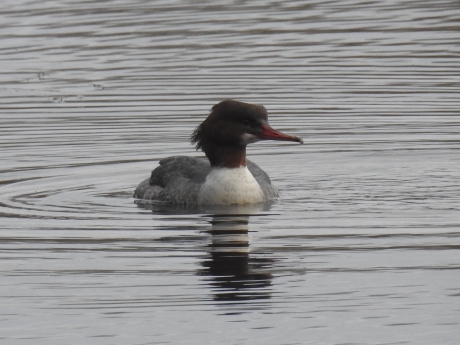 Grote zaagbek vrouwtje vooraanzicht