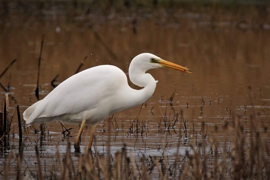 Grote zilver2 - Vogels - Grote, zilverreiger