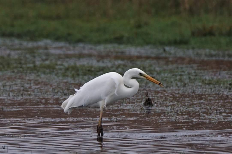 Grote zilver - Vogels - Grote, zilverreiger