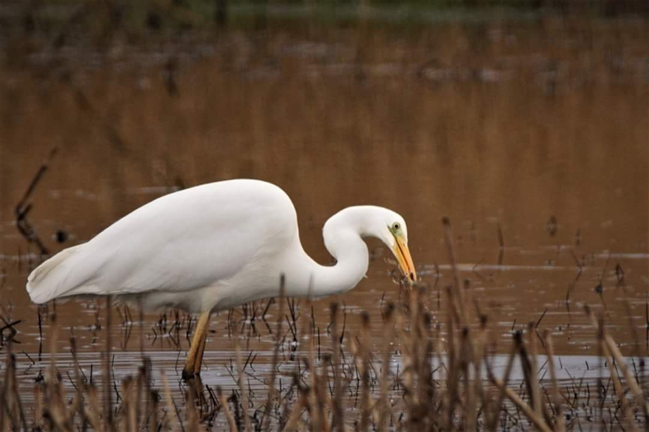 Grote zilver - Vogels - Grote, zilverreiger
