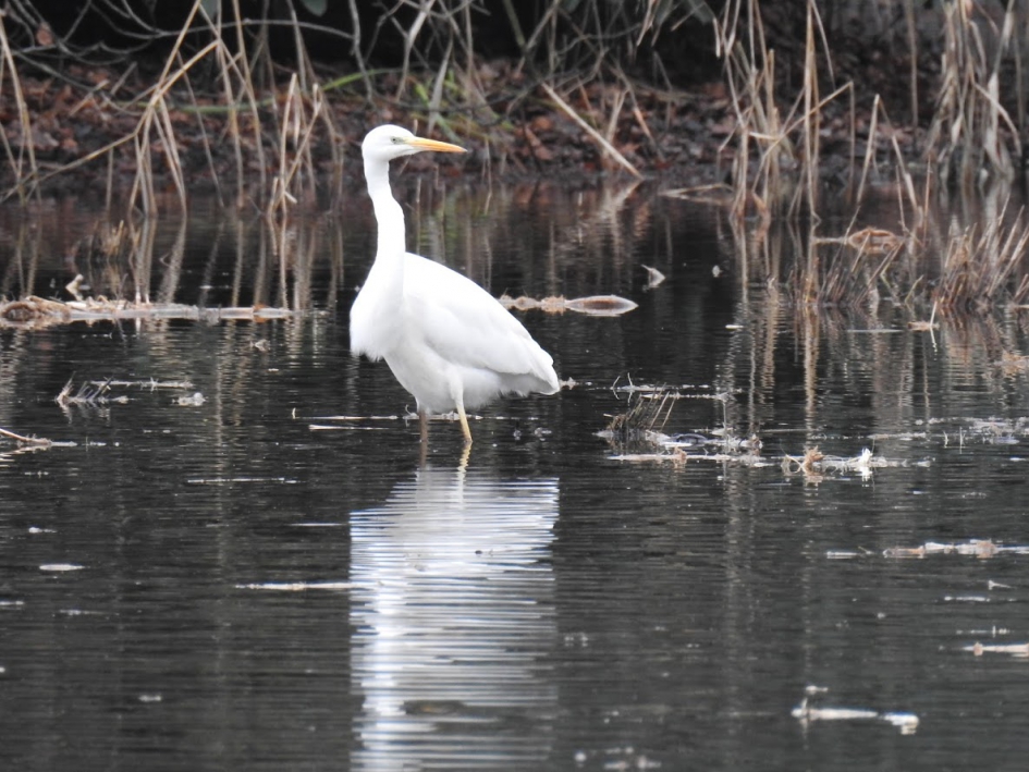 Grote zilverreiger - Vogels - Grote zilverreiger