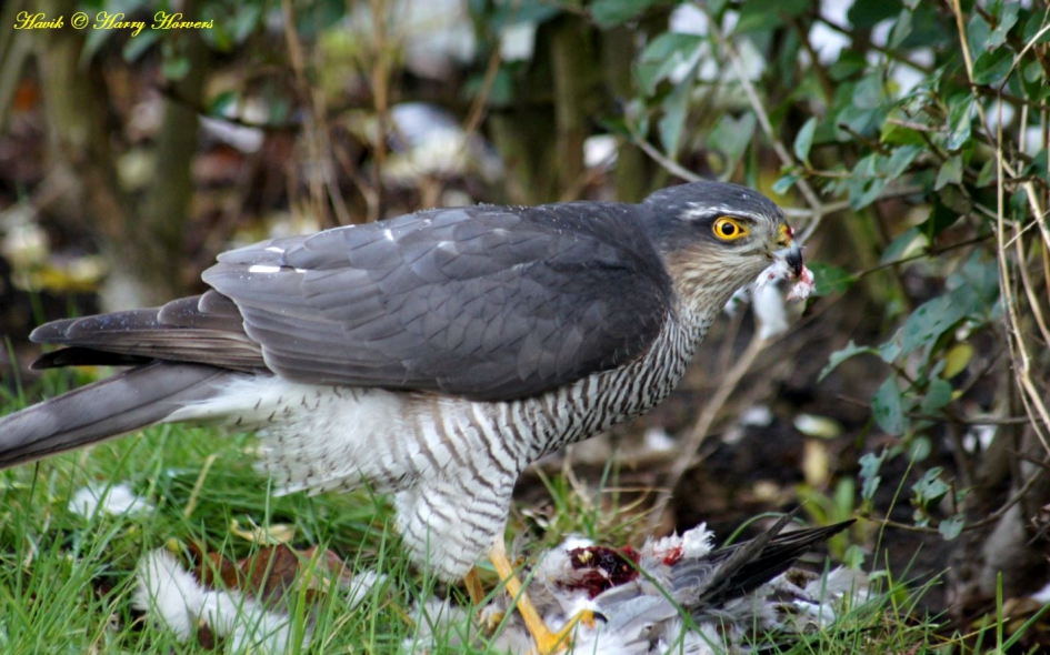 Havik met duif (3) - Vogels - 