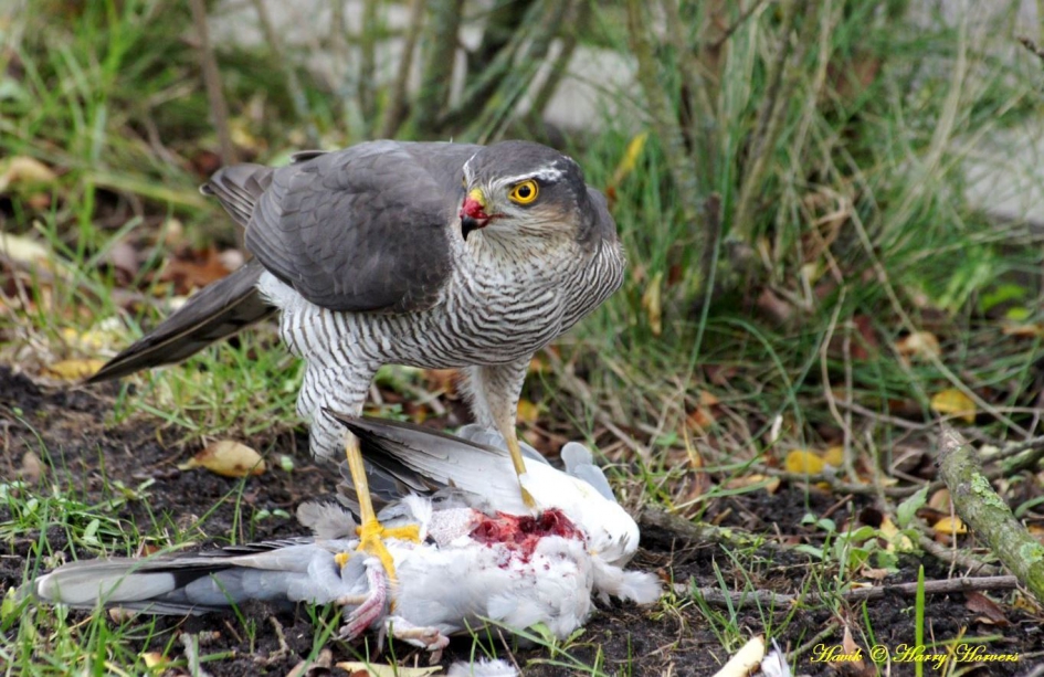 Havik met prooi - Vogels - Havik met prooi