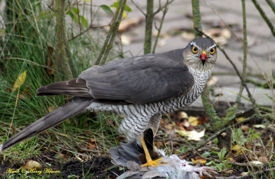 Havik met prooi - Vogels - Havik met prooi