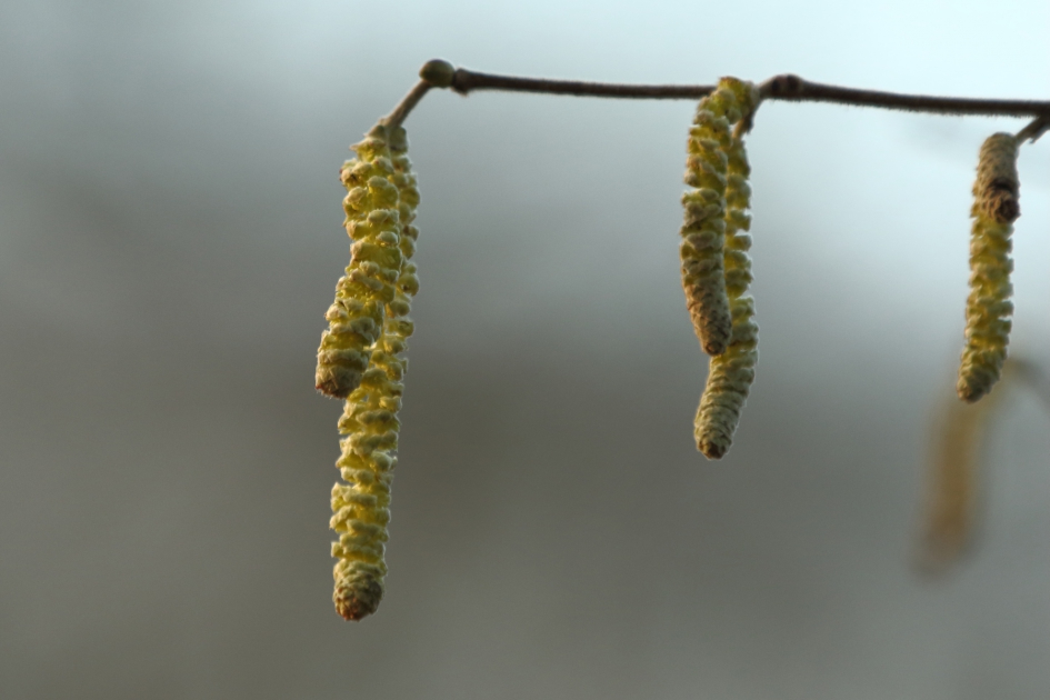 hazelaar - Planten - 