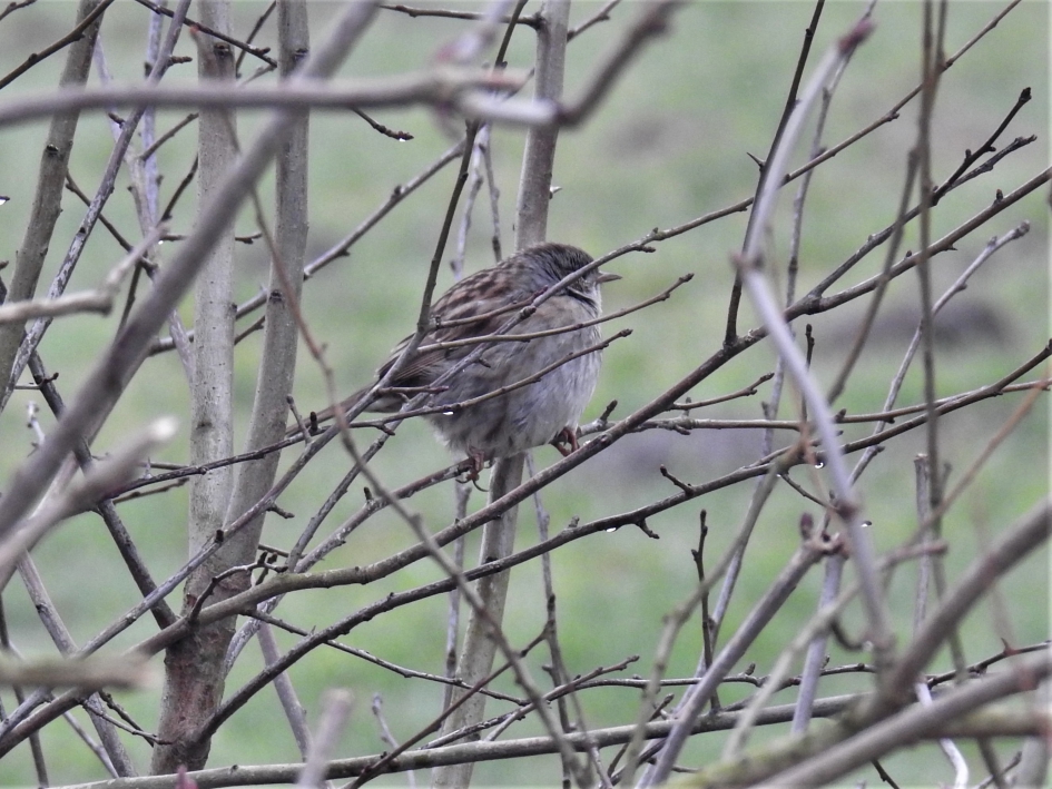 Heggenmus verscholen in de struiken - Vogels - Heggenmus