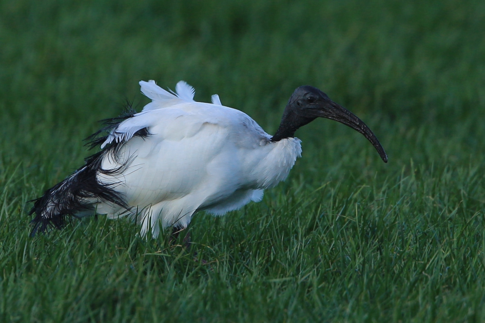 Heilige Ibis II - Vogels - Heilige Ibis