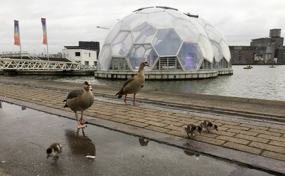 hele vroege vogels - Vogels - Nijlganzen