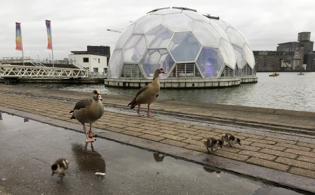 hele vroege vogels