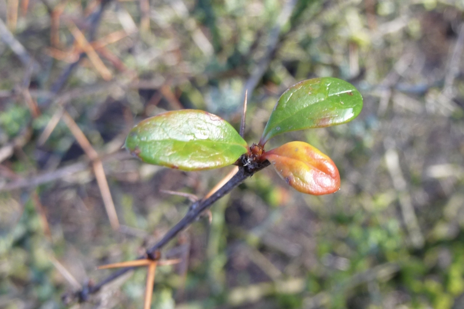Het laatste blaadje - Planten - 