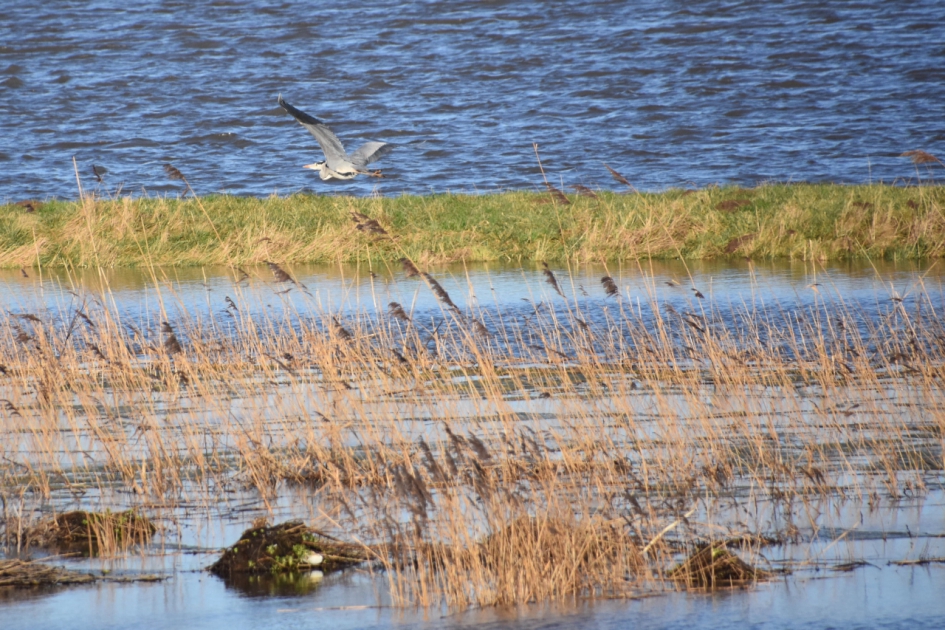 Een ander plekje proberen.. - Vogels - 