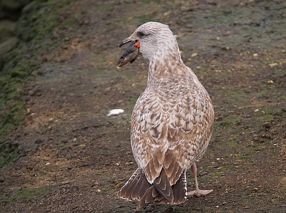 Hij lijkt te smaken - Vogels - Meeuw