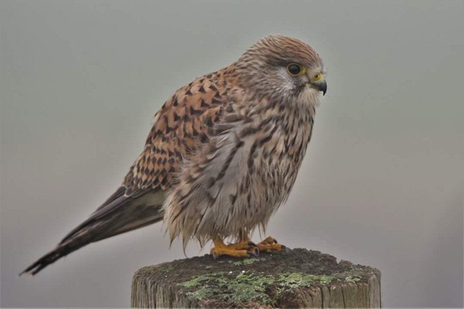 Hij zat weer mooi - Vogels - Torenvalk I