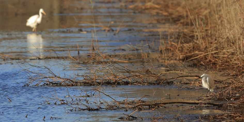 Historisch momentje ... - Vogels - Kleine Zilverreiger