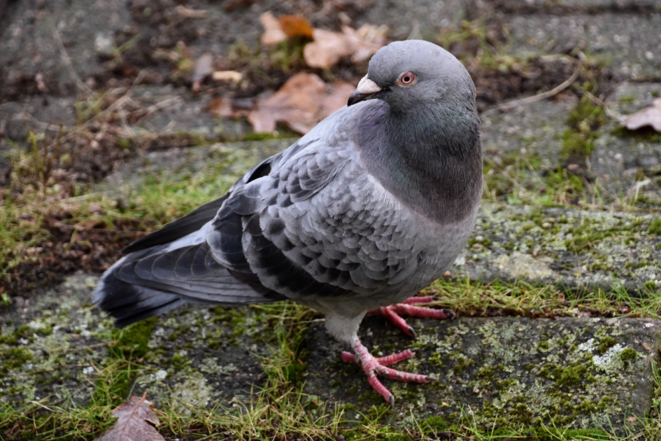 Holenduif - Vogels - 