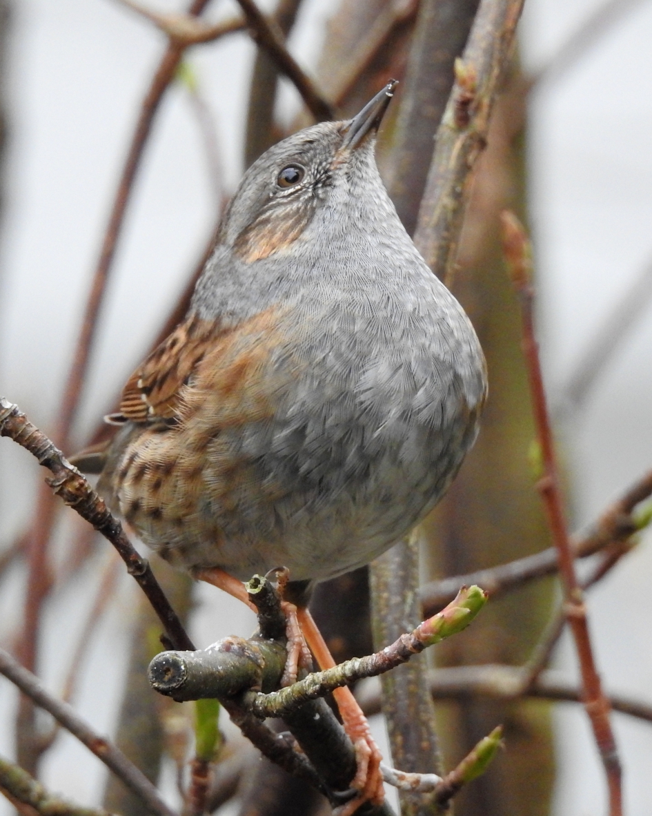 Hoog Sammy.... - Vogels - Heggemus