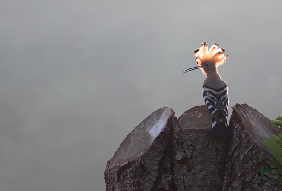 Hop in de ochtend - Vogels - hop