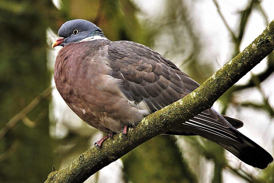 Hout duif - Vogels - Hout duif