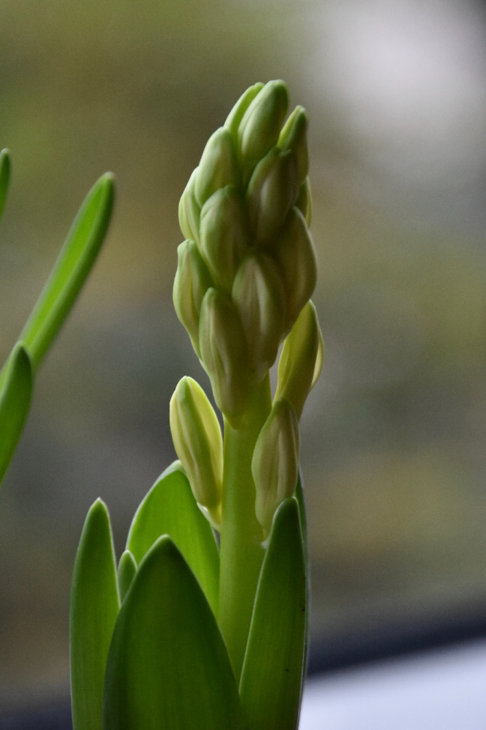 Hyacint in de knop - Planten - 