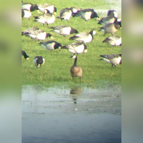 Hybride Canadese gans - Brandgans