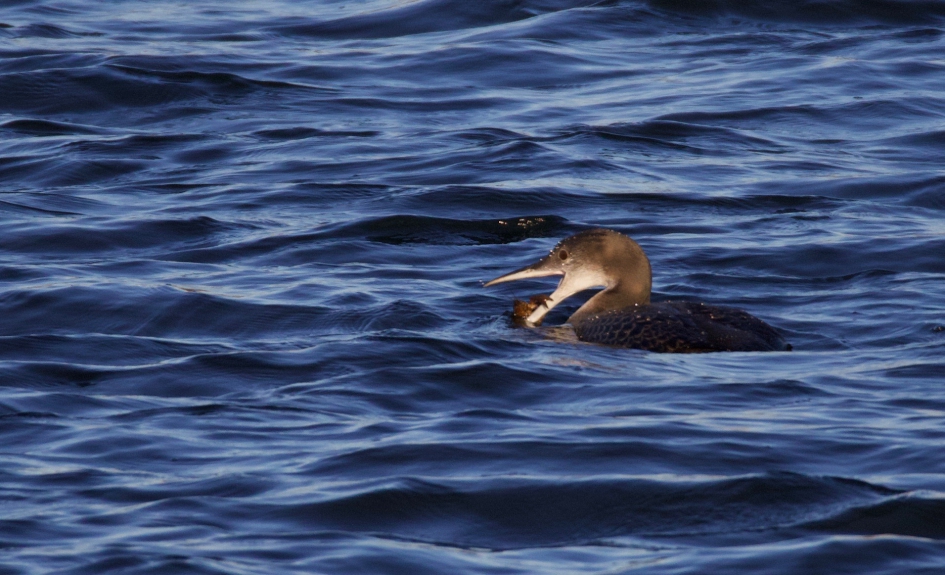 IJsduiker met kreeft - Vogels - IJsduiker