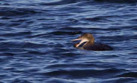 IJsduiker met kreeft