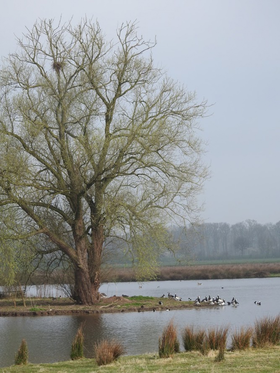 IJsseluiterwaarden zijn verzamelplaatsen van watervogels - Weer en landschap - 