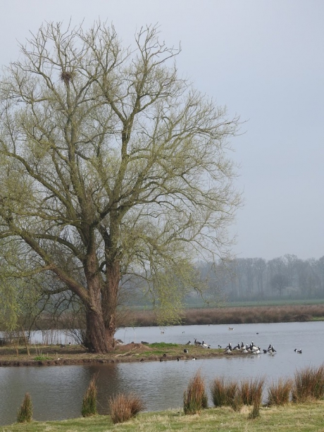 IJsseluiterwaarden zijn verzamelplaatsen van watervogels