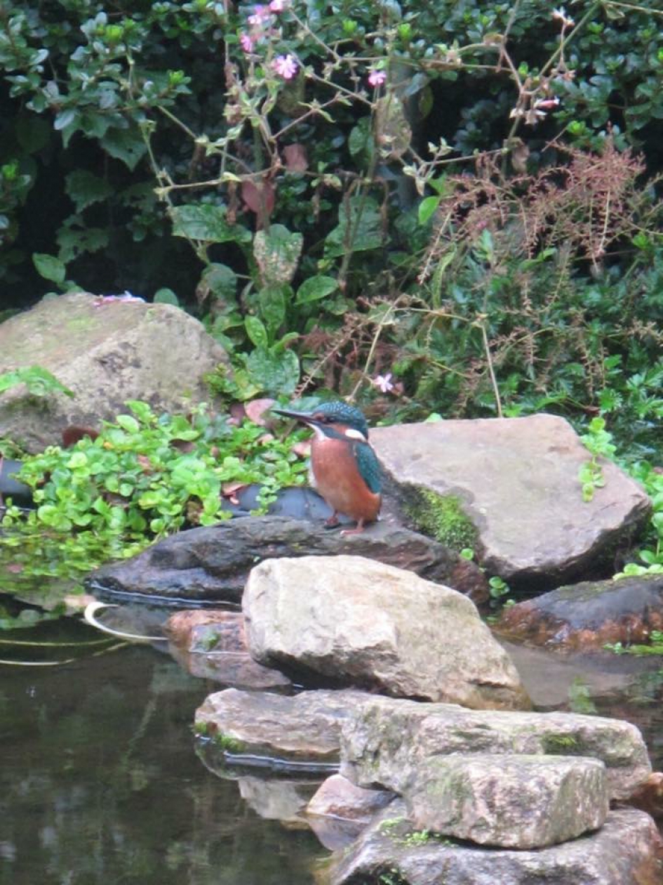 Ijsvogel - Vogels - 