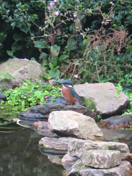 Ijsvogel