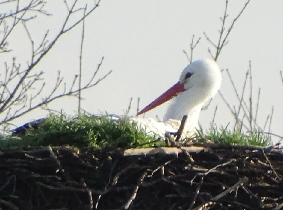 Ik wil de eerste zijn ? - Vogels - 