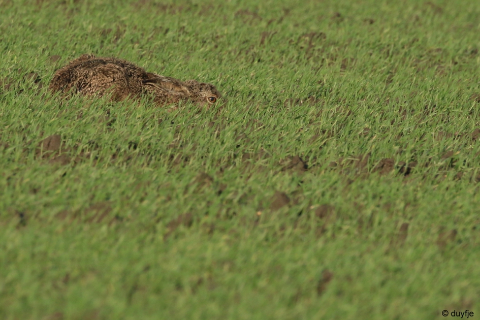 In de klei - Zoogdieren - Haas