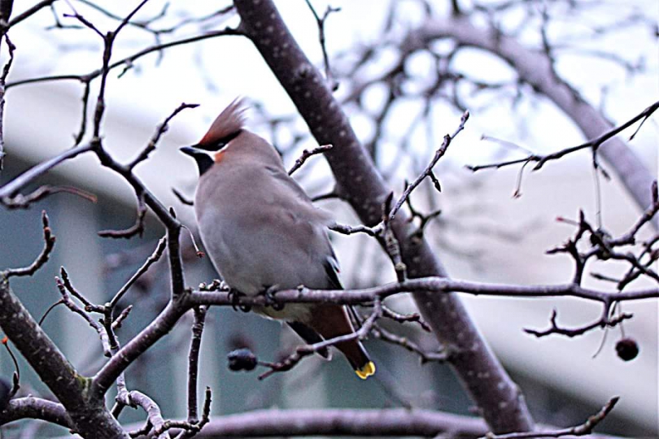 In eigen durp - Vogels - Pestvogel