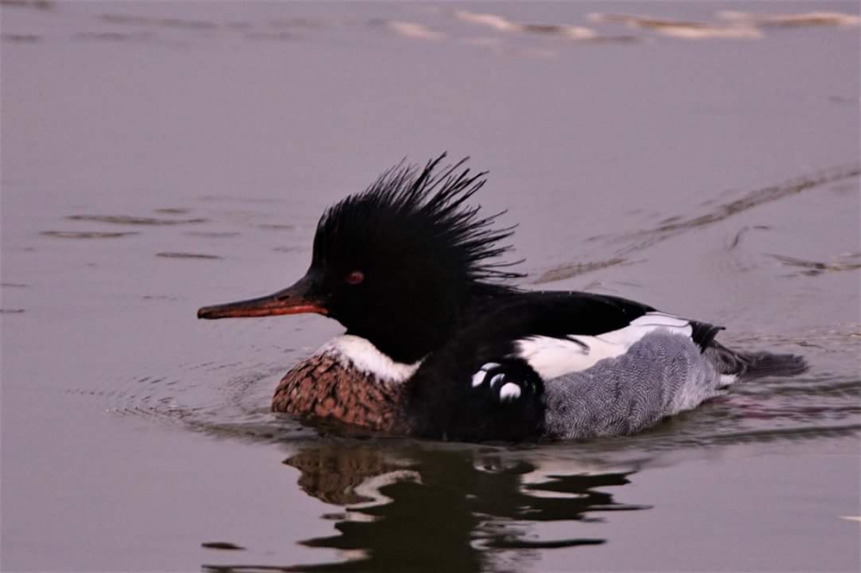 In het laatste licht - Vogels - Middelste zaagbek