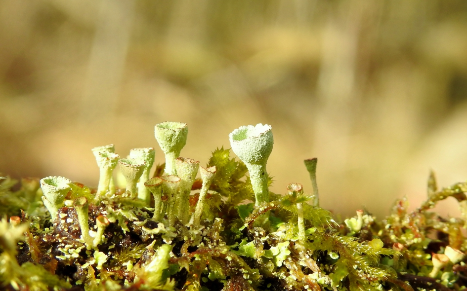 In het zonnetje - Planten - Bekermos