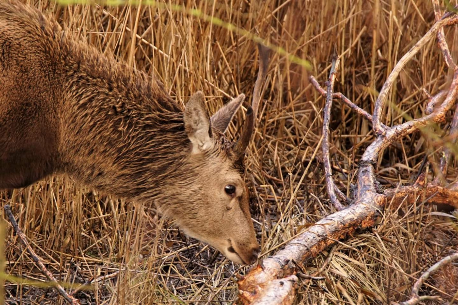 Is dat wel goed?? - Zoogdieren - Edelhert