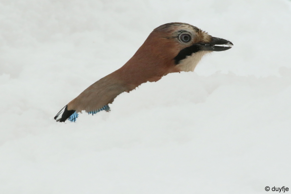 Is hier wat te bikken? - Vogels - Gaai