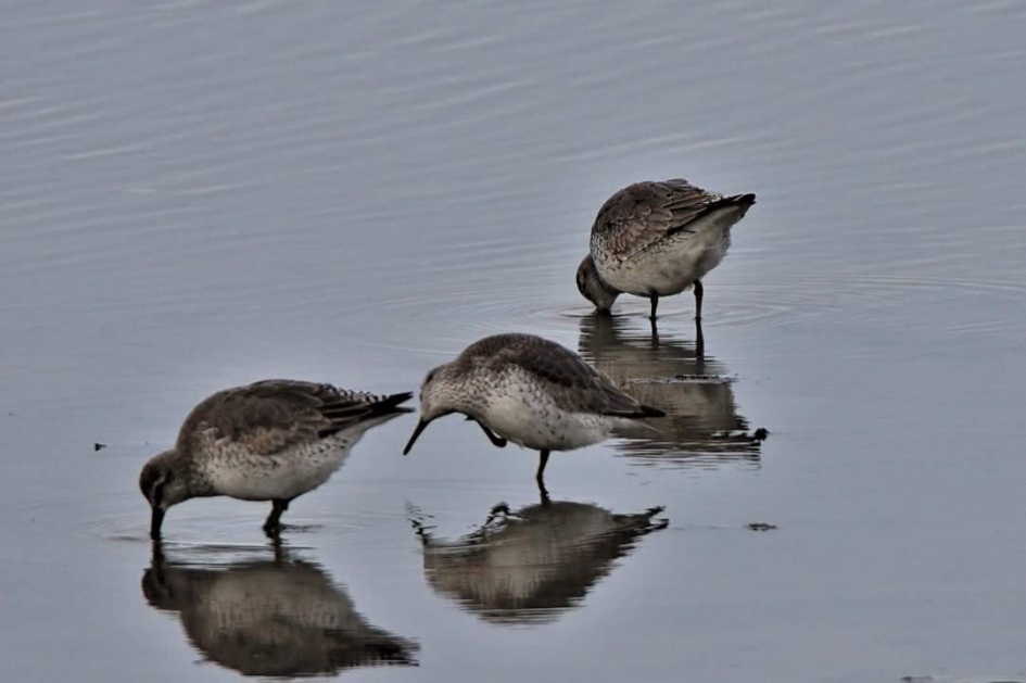 Jeuk - Vogels - Kanoet