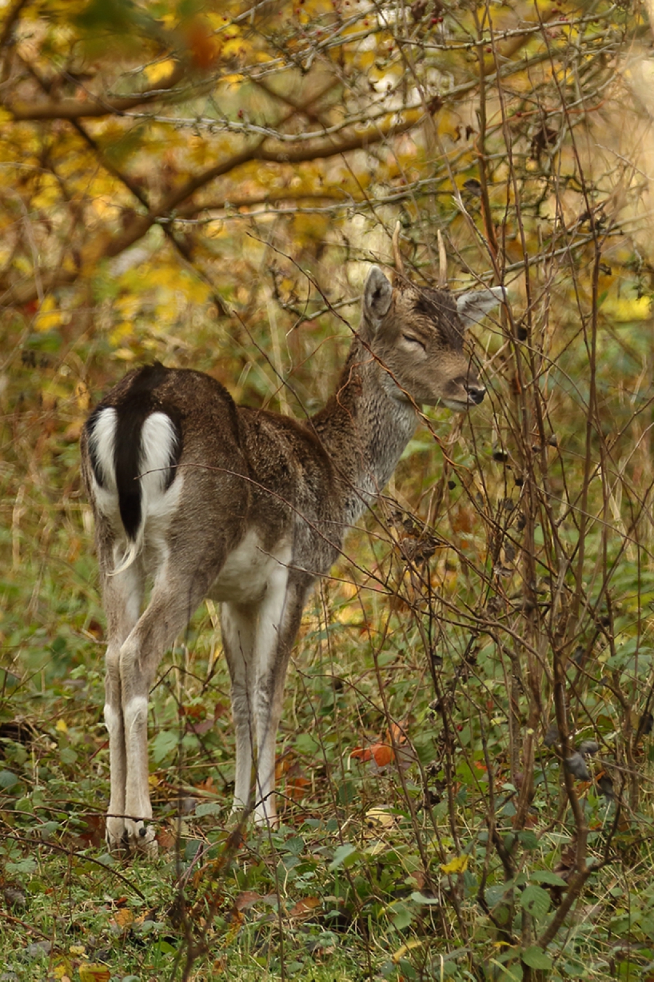 jonge damhert -m- - Zoogdieren - 
