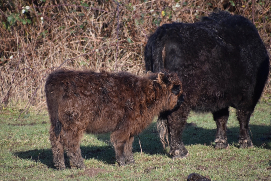 Jonge galloway - Zoogdieren - 