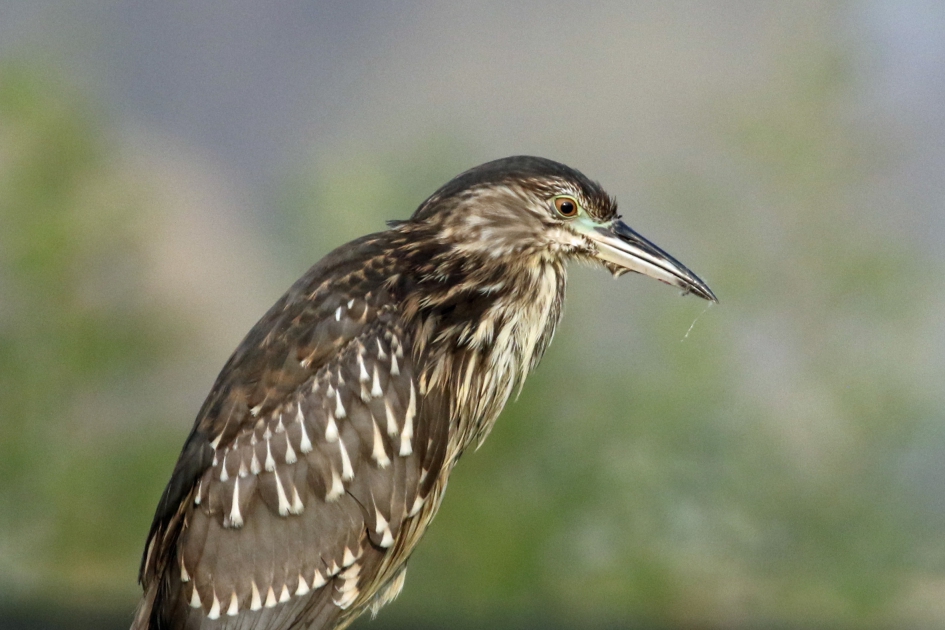 Jonge kwak - Vogels - 