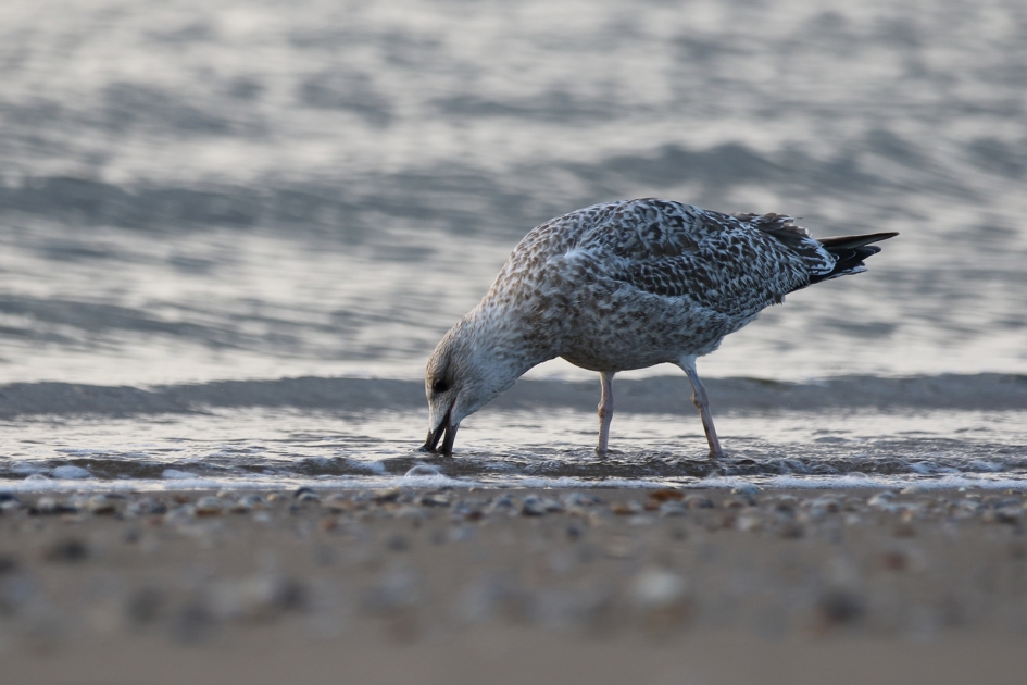 jonge zilvermeeuw -1ste kalenderjaar- - Vogels - 