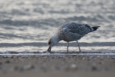 jonge zilvermeeuw -1ste kalenderjaar-