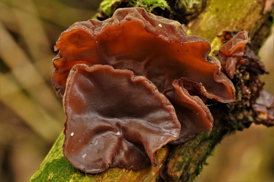 Judas oor - Schimmels - Judas Oor