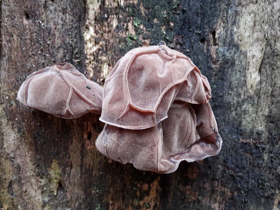 Judasoor - Schimmels - Judasoor