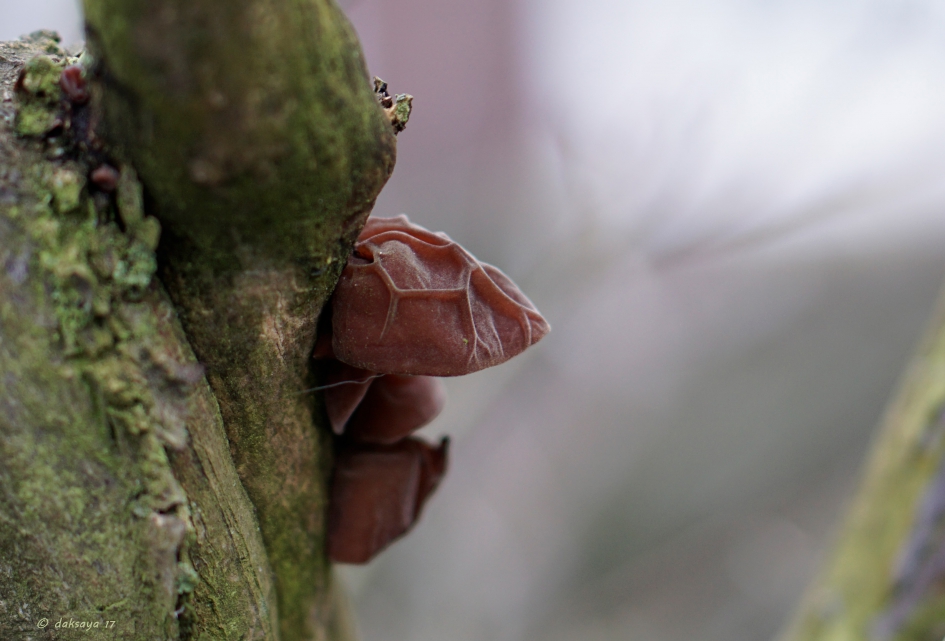 Judasoor - Schimmels - 