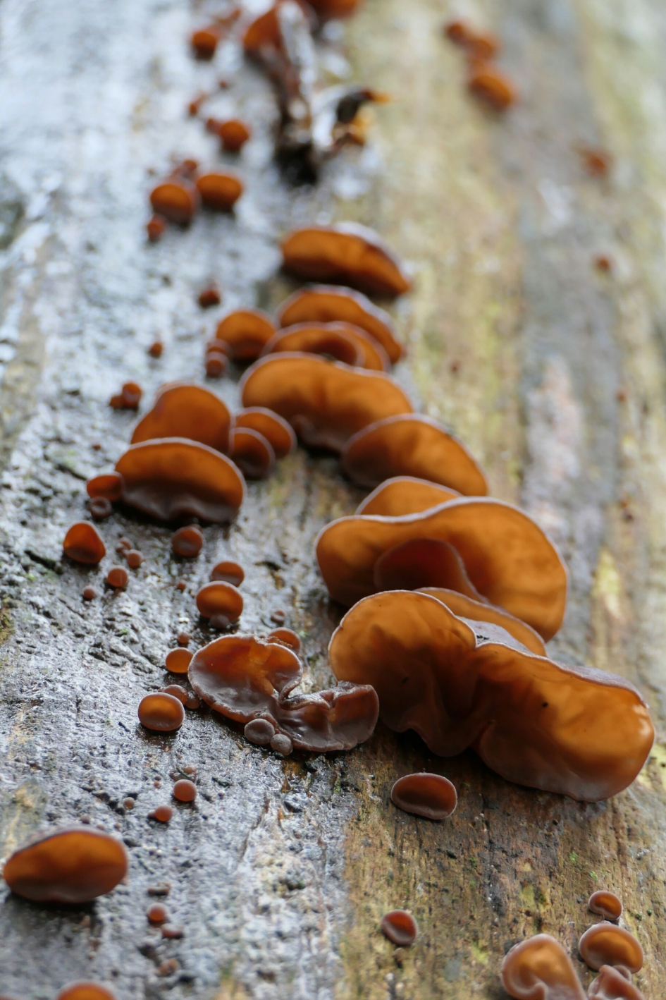 Judasoor - Schimmels - Judasoor