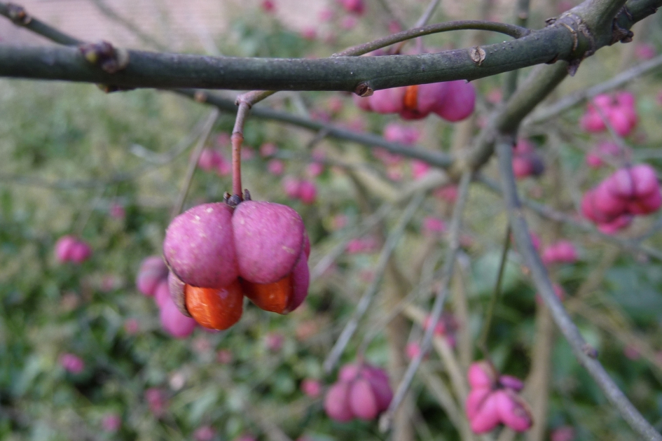 Kardinaalsmuts - Planten - 